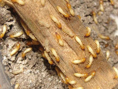 白蚁吃什么食物生存？