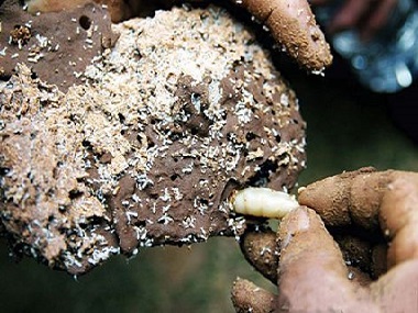 佛山专业白蚁预防公司：白蚁有毒吗？会造成哪些危害