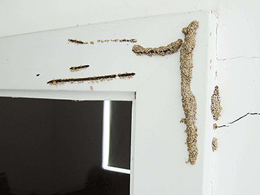 别墅区内白蚁的蚁害怎么调查？