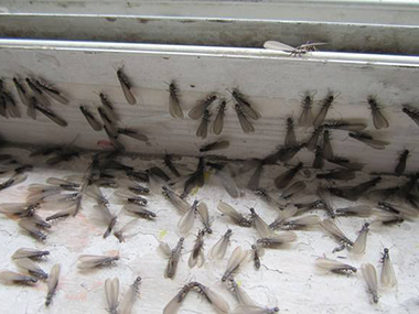 夏天气候易发生白蚁侵害，该怎么办？
