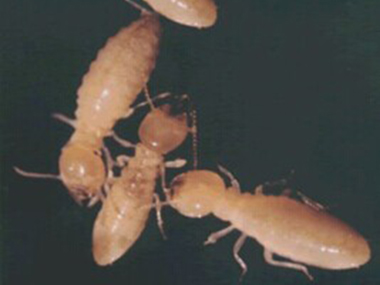 丹灶防治白蚁：关于白蚁常见的问题