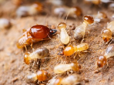 桂城白蚁防治公司消灭白蚁一次需要多长时间