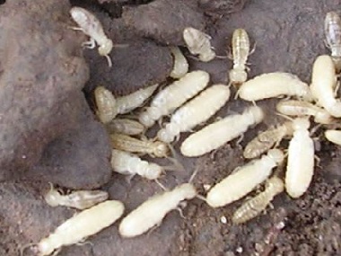 平洲白蚁防治公司日常生活中预防白蚁入侵的办法