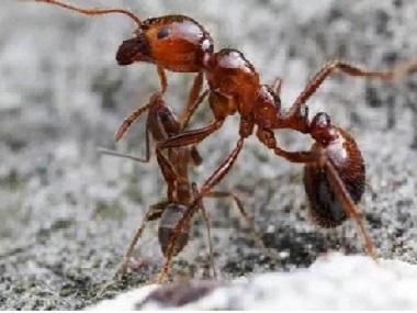佛山消杀白蚁公司怎么灭治出现在家里厨房的蚂蚁