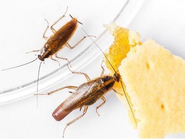 佛山专业灭治蟑螂公司肥皂水能不能杀蟑螂
