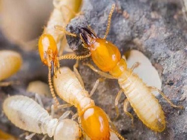 平洲预防白蚁所专家分析散白蚁和家白蚁头部有何区别