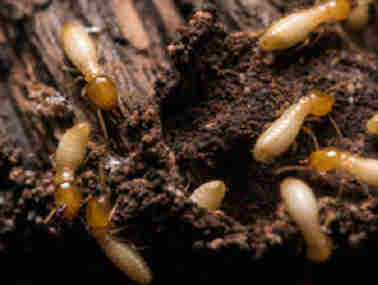 丹灶防治白蚁公司家里为什么每年都会有白蚁
