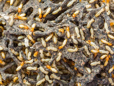 南海杀灭白蚁公司灭治茶叶堆筑巢的白蚁