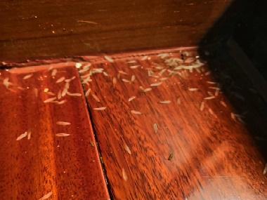 丹灶预防白蚁，防止白蚁危害家具木地板