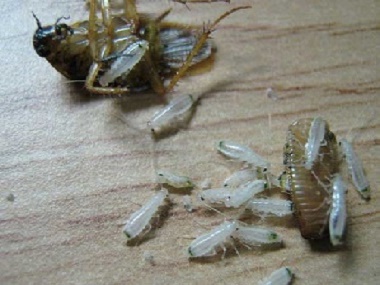 蟑螂大量出现是什么原因？和顺益伦杀虫公司