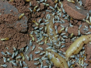 发现有白蚁危害用杀虫水可以杀死它吗？盐步白蚁防治告诉您