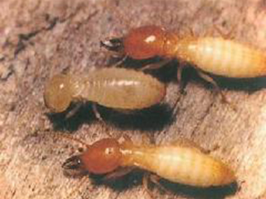 平洲白蚁预防中心白蚁防治公司两种常用灭白蚁方法