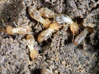 小塘专业治白蚁公司防治白蚁主要有两个方面