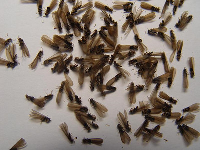 盐步白蚁防治公司如何判断室内黑色飞蚂蚁是不是白蚁繁殖蚁