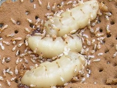 丹灶白蚁预防所白蚁蚁后是怎么产生的呢