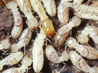 里水防治白蚁带大家了解3个白蚁的危害特性