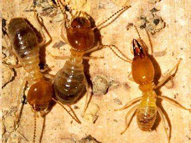 官窑治白蚂蚁公司有什么方法针对白蚁的防治
