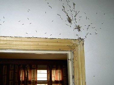 九江白蚁防治公司房屋白蚁危害是什么原因？防治白蚁的方法