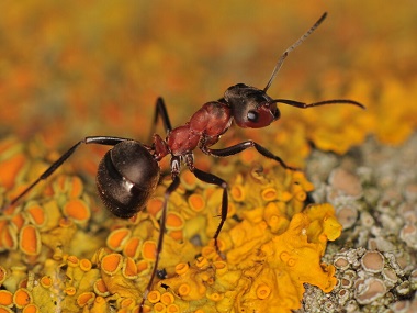 小塘虫害防治站分享下如何消灭红火蚁危害
