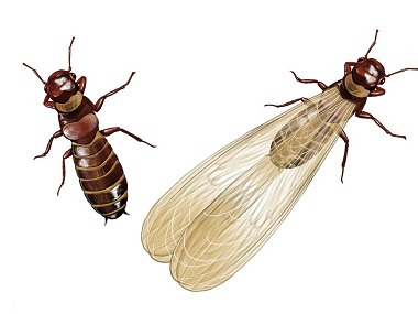 和顺杀灭白蚁：白蚁分飞期到来，怎样做好居家防范？