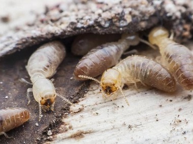 丹灶白蚁防治中心灭白蚁常用的两种方法
