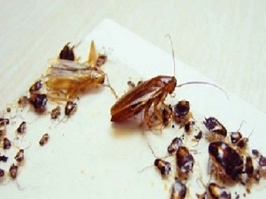 桂城四害消杀中心为什么在办公室里会有蟑螂