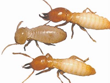 小塘白蚁验收：疫情防控期，白蚁纷飞怎么办？