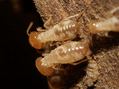 佛山防治白蚁公司有效的白蚁防治办法是什么