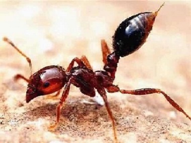 里水白蚁防治站最危险的蚂蚁——红火蚁
