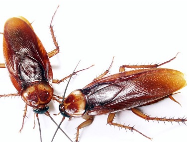 佛山专业灭四害公司如何趁着冬季，提早预防蟑螂
