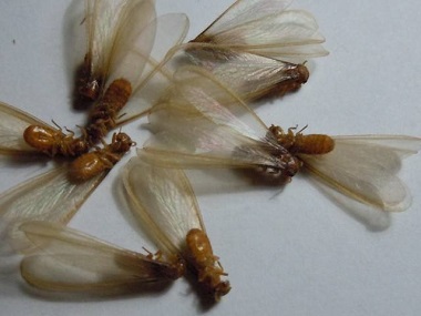金沙预防白蚁中心：白蚁一般会藏在什么地方？