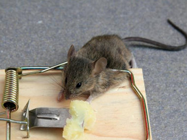 大沥除虫灭鼠所——综合防治老鼠的解决方案