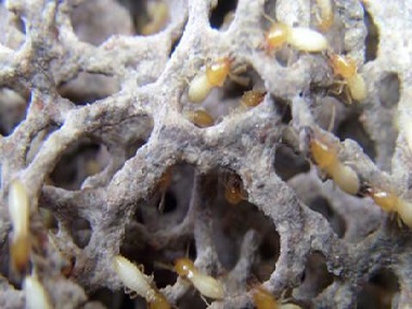 佛山专业灭白蚁机构散白蚁和家白蚁有什么区别