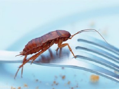 和顺害虫防控公司如何有效杀灭家中的蟑螂