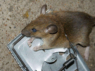西樵鼠害防控公司如何找到进入室内的老鼠