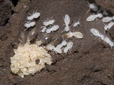 九江白蚂蚁防治机构自己买的白蚁药为什么灭不完白蚁