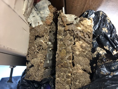 罗村白蚁预防中心散白蚁和家白蚁有什么区别