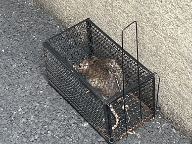 和顺除四害公司外环境专用灭鼠器的优势