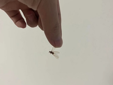 狮山白蚁防治机构‌白蚁长翅膀的生物学机制