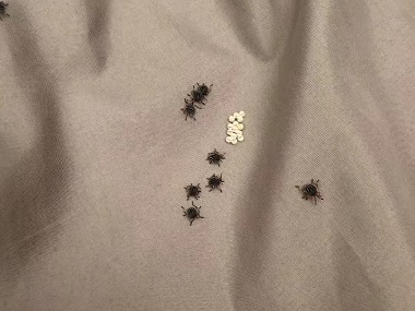 桂城四害消杀——怎样才能消灭臭虫？